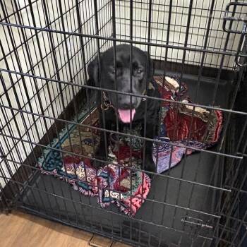 Gary -  Labrador Retriever and Mixed Breed Dog for Adoption in League City, Texas - Gary | PetCurious
