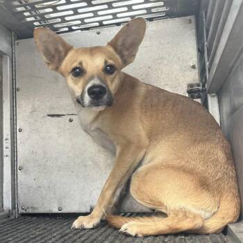 Judo -  Terrier and Mixed Breed Dog for Adoption in Edinburg, Texas - Judo | PetCurious
