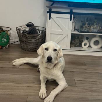 Rescue Labrador Retriever Dogs for Adoption in Commerce, Texas - Cotton | PetCurious