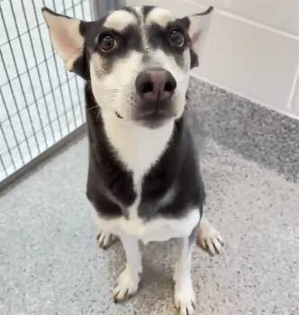 Husky and Mixed Breed Dogs Available for Adoption in Houston, Texas - SIENNA | PetCurious
