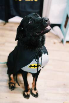 Bohdi -  Black Labrador Retriever and German Shepherd Dog Dog for Adoption in Glenpool, Oklahoma - Bohdi | PetCurious