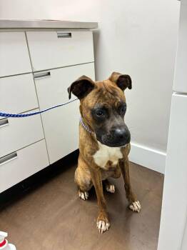 Boxer Dogs Available for Adoption in Marietta, Georgia - Tiny Mae | PetCurious