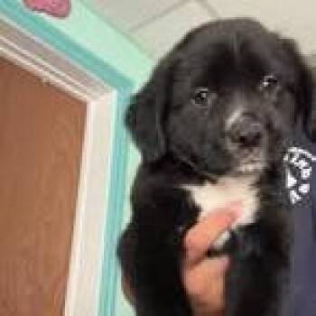 Black Panther -  Black Labrador Retriever Dog for Adoption in Madill, Oklahoma - Black Panther | PetCurious