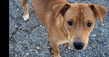 Labrador Retriever and Terrier Dogs Available for Adoption in Mishawaka, Indiana - Bambi | PetCurious