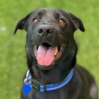 Dougal -  Labrador Retriever Dog for Adoption in San Diego, California - Dougal | PetCurious