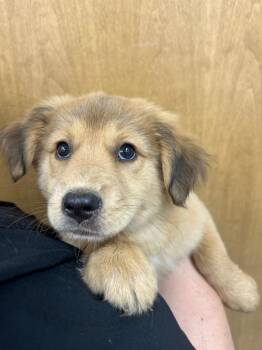 Shaggy -  Labrador Retriever and Shepherd Dog for Adoption in Hartsville, South Carolina - Shaggy | PetCurious