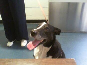 MILA -  Collie and Border Collie Dog for Adoption in Charlotte, North Carolina - MILA | PetCurious