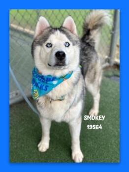 SMOKEY -  Siberian Husky Dog for Adoption in Marietta, Georgia - SMOKEY | PetCurious
