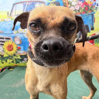 Chihuahua and Pug Dogs Available for Adoption in Aledo, Texas - Buttercup | PetCurious