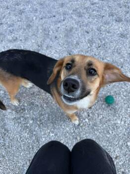 Beagle and Mixed Breed Dogs Available for Adoption in West Milwaukee, Wisconsin - Dua $475 | PetCurious