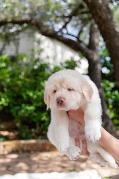 Labrador Retriever and Great Pyrenees Dogs Available for Adoption in Pflugerville, Texas - Genie | PetCurious