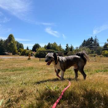 Midnight -  Schnauzer and Mixed Breed Dog for Adoption in Port Angeles, Washington - Midnight | PetCurious