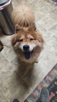Rescue Chow Chow Dogs for Adoption in Lakeland, Florida - Simba | PetCurious