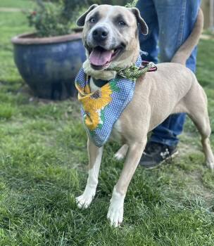 Rescue Labrador Retriever and Pit Bull Terrier Dogs for Adoption in Scottsville, Kentucky - Breezy | PetCurious