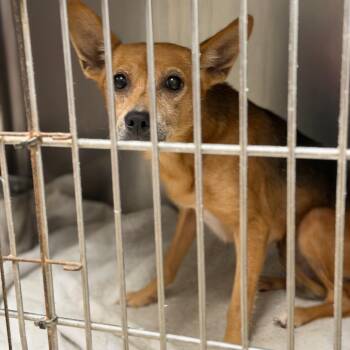 Bruschetta -  Terrier and Mixed Breed Dog for Adoption in Fort Smith, Arkansas - Bruschetta | PetCurious