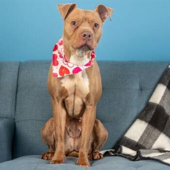 Pit Bull Terrier and Mixed Breed Dogs Available for Adoption - BELLE | PetCurious