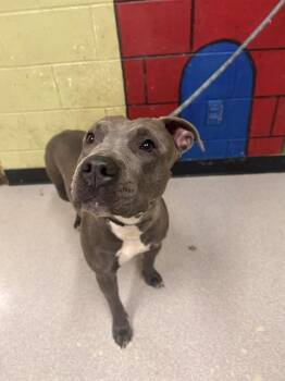Pit Bull Terrier and Mixed Breed Dogs Available for Adoption - GRACY | PetCurious