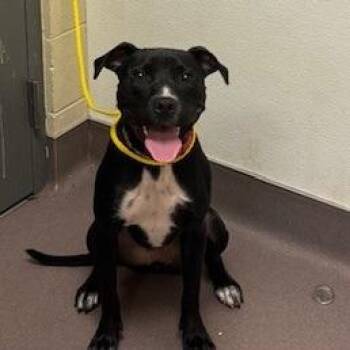 Pit Bull Terrier Dogs Available for Adoption - Iris | PetCurious