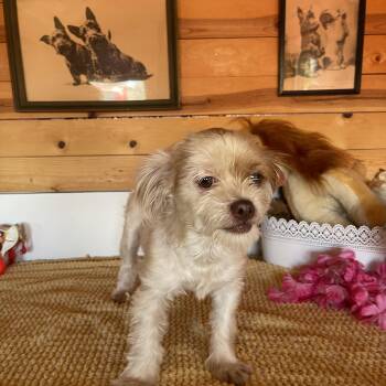 Zelda -  Maltese and Terrier Dog for Adoption in Vacaville, California - Zelda | PetCurious