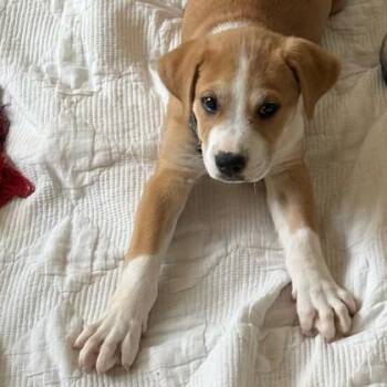 Great Pyrenees and Mixed Breed Dogs Available for Adoption in Atlanta, Georgia - Daffodil | PetCurious