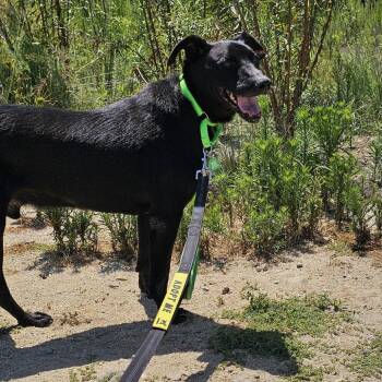 Ollie -  Mixed Breed Dog for Adoption in San Diego, California - Ollie | PetCurious