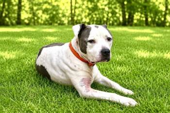 Kane -  Pit Bull Terrier Dog for Adoption in Maryville, Tennessee - Kane | PetCurious