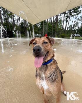 Sheriff -  German Shepherd Dog and Redbone Coonhound Dog for Adoption - Sheriff | PetCurious