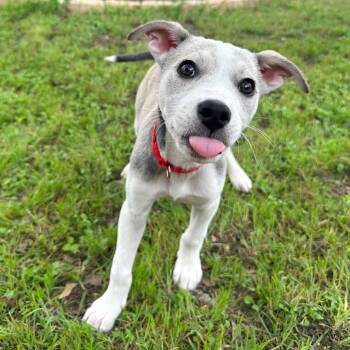 Terrier and Husky Dogs Available for Adoption in Corpus Christi, Texas - Cinder Ella | PetCurious