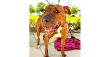 Rescue Boxer and American Bulldog Dogs for Adoption in Youngsville, North Carolina - Patch | PetCurious