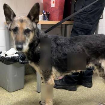 IVHS-Stray-140374 -  German Shepherd Dog Dog for Adoption in San Gabriel, California - IVHS-Stray-140374 | PetCurious