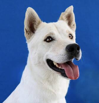 LINDA -  Labrador Retriever Dog for Adoption in Pasadena, California - LINDA | PetCurious