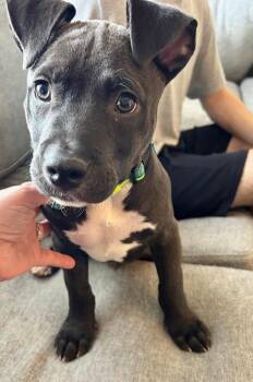 Pit Bull Terrier Dogs Available for Adoption - Franklin | PetCurious