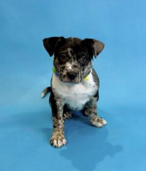 Sloopy -  Australian Cattle Dog Blue Heeler Dog for Adoption in Alvin, Texas - Sloopy | PetCurious