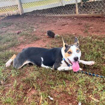 Lyrical -  Mixed Breed Dog for Adoption in Greenville, South Carolina - Lyrical | PetCurious