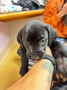 Ruth -  Pit Bull Terrier Dog for Adoption in Shillington, Pennsylvania - Ruth | PetCurious