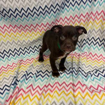 Pongo -  Pit Bull Terrier and Mixed Breed Dog for Adoption in Royse City, Texas - Pongo | PetCurious