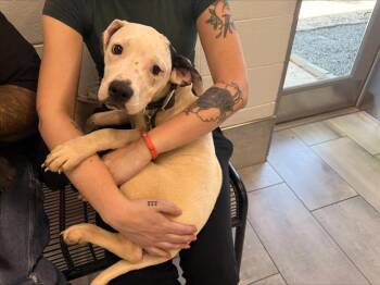 Pit Bull Terrier Dogs Available for Adoption in Charlotte, North Carolina - A1262714 | PetCurious