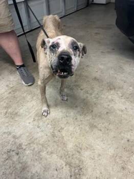 Panko -  Pit Bull Terrier and Mixed Breed Dog for Adoption in Gainesville, Florida - Panko | PetCurious