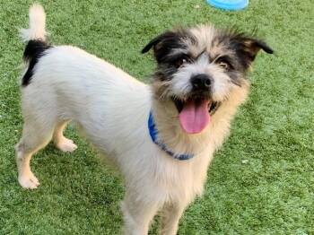 SAVE ME PLEASE Scruff - IDA552902 -  Fox Terrier and Terrier Dog for Adoption in San Marcos, California - SAVE ME PLEASE Scruff - IDA552902 | PetCurious
