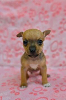 FIFA -  Xoloitzcuintli Mexican Hairless Dog for Adoption in Miami, Florida - FIFA | PetCurious