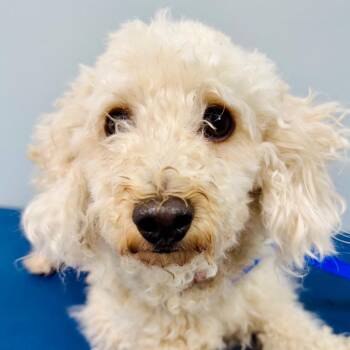 Cooper -  Miniature Poodle Dog for Adoption in Lebanon, Missouri - Cooper | PetCurious