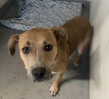 Cattle Dog and Mixed Breed Dogs Available for Adoption in Gainesville, Florida - Chula | PetCurious