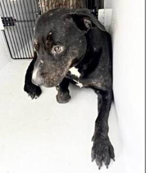 Labrador Retriever and Mixed Breed Dogs Available for Adoption - A652441 | PetCurious