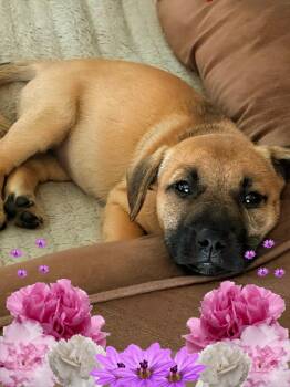 Black Mouth Cur Dogs Available for Adoption in Humble, Texas - Muffin | PetCurious