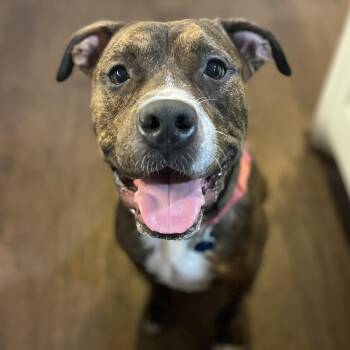 American Staffordshire Terrier Dogs Available for Adoption - Ozzy | PetCurious