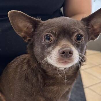 Selena -  Chihuahua Dog for Adoption in Wichita, Kansas - Selena | PetCurious