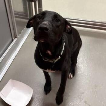 Mixed Breed Dogs Available for Adoption - Star | PetCurious