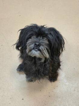 Pixie -  Terrier Dog for Adoption in Kennewick, Washington - Pixie | PetCurious