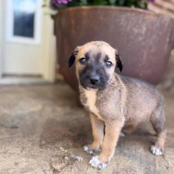 Shepherd Dogs Available for Adoption in Huntsville, Alabama - JJ (Jasper Jr) | PetCurious