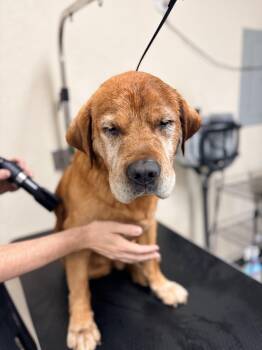 Mr. Pooh -  Labrador Retriever Dog for Adoption in Oakland, California - Mr. Pooh | PetCurious